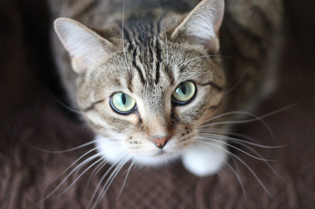 猫を車でひいてしまった人へ 猫から自動車を運転している人へお願い みんなの反応どうでしょう